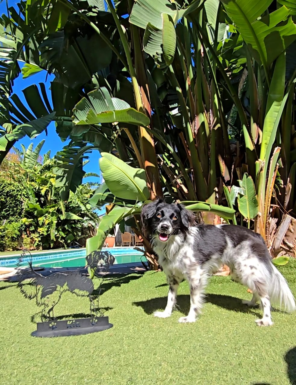 Von Espelkamp bis Südafrika – Ein Kunstwerk reist um die halbe Welt 🐾